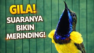 Download lagu SUARA BURUNG SOGON PEMANCING EMOSI — Dijamin Burung Langsung Bunyi mp3