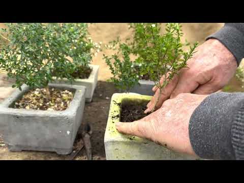 Two plants great for making into bonsai