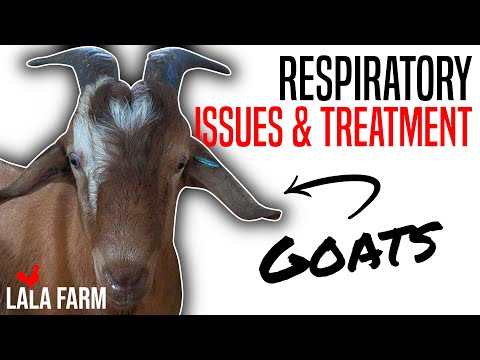 , title : 'RESPIRATORY PROBLEMS IN GOATS: ISSUES AND TREATMENT'