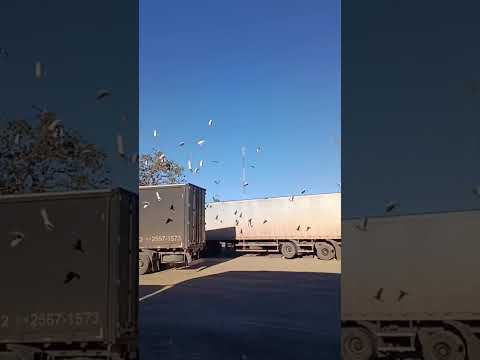 Solta de Joaquim Felício - MG vídeo retirado do whatsapp!