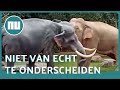 Aziatische olifant ziet standbeeld aan voor soortgenoot en 'valt aan' | NU.nl
