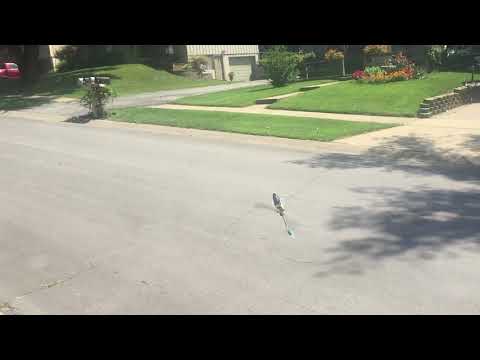 T REX 150X | Eject! Eject!