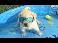 Retrievers Make It Better - Funny Puppy Videos 2018