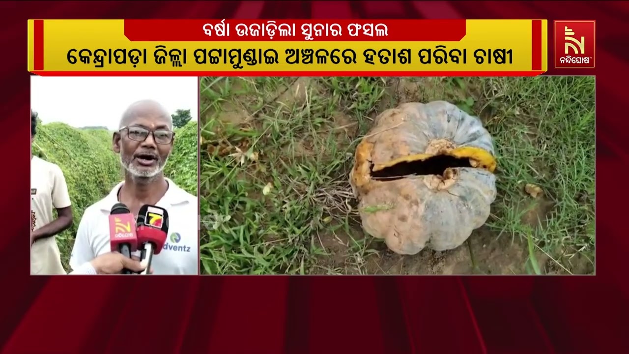 ଲଗାଣବର୍ଷା ଉଜାଡିଲା ପରିବା ଚାଷ, ମୁଣ୍ଡରେ ହାତ ଦେଇ ବସିଛନ୍ତ