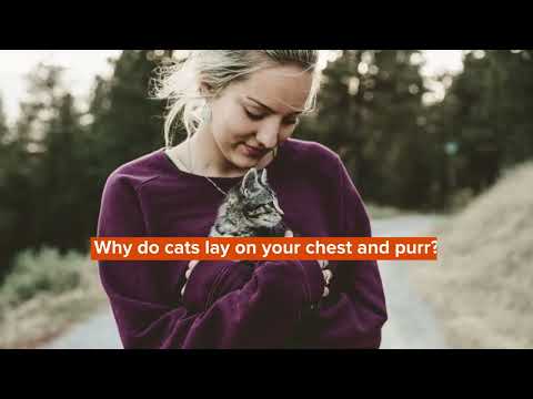 Why Do Cats Lay On Your Chest? Cool Facts On Cat Sleep To Know