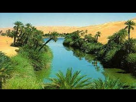 الواحة 1 عادل عبد المجيد