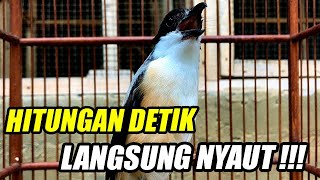 Download lagu CENDET GACOR DOR❗️Suara Cendet Toed Toed Gacor Emosi Cocok Buat Cendet Macet MALAS Agar Cepat GASSS mp3