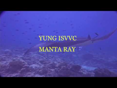 Yung Isvvc - Manta Ray (Hochoffizielles Audio)