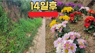 7평 잡초 쓰레기땅, 국화밭으로 14일만에 만들었습니다