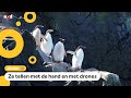 Onderzoekers tellen pinguïns op de Zuidpool (en dat is nuttig)