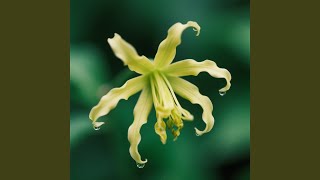 Download lagu Api Seperti Rumah mp3