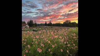 Diana Ross | To love again | 1 hour