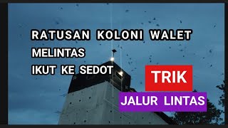 Download lagu TEHNIK MEMUTUS JALUR LINTAS BURUNG WALET mp3