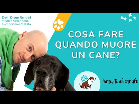 Cosa fare quando muore un cane?