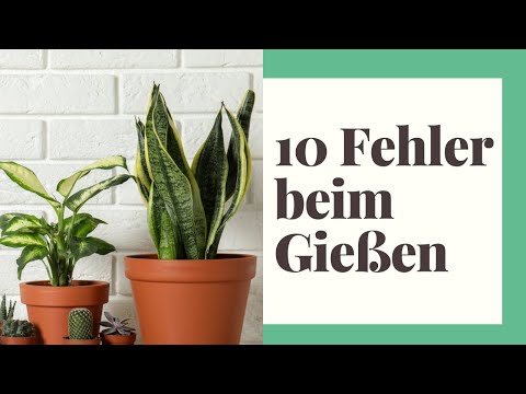 , title : '10 FEHLER beim Pflanzen Gießen, die Sie UNBEDINGT vermeiden sollten!'