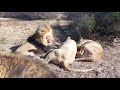 Эвкалиптовое масло для львов. Eucalyptus oil for lions