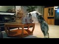 World S Smartest Dog Has Incredible Restraint