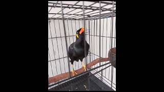 Download lagu burung beo pinter #shorts mp3