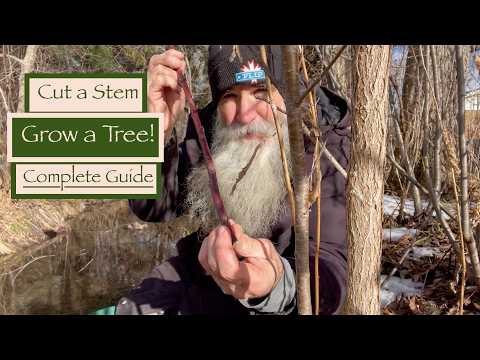 PLANT TREES from STEM CUTTINGS | Full Winter Guide: Propagate, Stop Erosion & Grow Your Food Forest