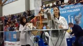 preview picture of video 'Video della Mostra felina di San Bonifacio'