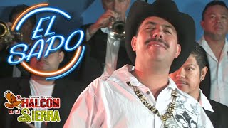 El Sapo Lyrics English Translation