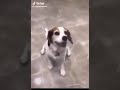 Whos That Dog