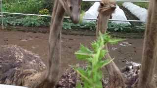 preview picture of video 'so cute, feeding a weed for ostrich.'
