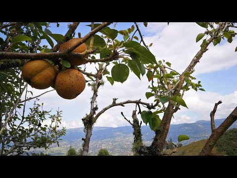 Vendo finca con perales y manzanos en Tibaná (Boyacá)