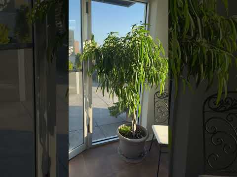 video 2