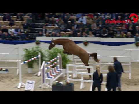 Holsteiner Körung 2019 - Nr. 59 Lord Luzius