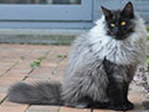James the Black Smoke Norwegian Forest Cat