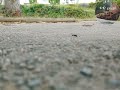 Korea Women High Heels Ant Crush