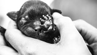 No Puppy Left Behind