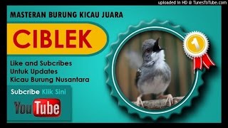 Download lagu Kumpulan Masteran Mp3 Suara Kicau Burung Ciblek Juara Gacor mp3 Download lagu Kumpulan Masteran Mp3 Suara Kicau Burung Ciblek Juara Gacor mp3