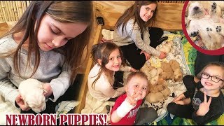 Our New Puppy Is Born! | Crazy8Family