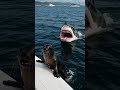 Shark Chasing Seals - The Ocean’s Ultimate Hunt! 🦈⚡