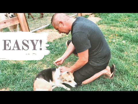 YouTube video about: How much do rabies shots cost for dogs?