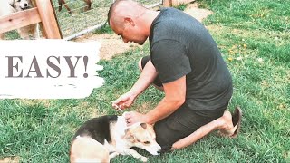 How To Give Your Dog Rabies Shot At HOME! & Our Big Garden Surprise!!