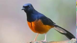 Download lagu nada dering suara murai batu mp3 mp3 Download lagu nada dering suara murai batu mp3 mp3