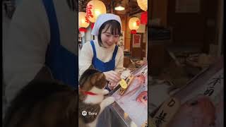 猫に小判