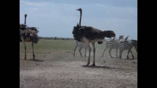 preview picture of video 'Masai Mara Kenya Trip'