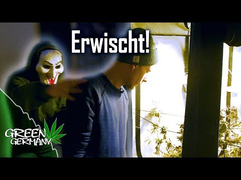 Der Topp des Mittels von gribka Wie gribok auf den Fingern der Hände auf den Nägeln aussieht