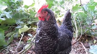Q & A: How Do I Keep My Free Range Backyard Chickens From Destroying My Garden?