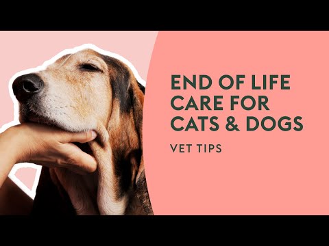 End of Life Care for Cats & Dogs | Vet Tips