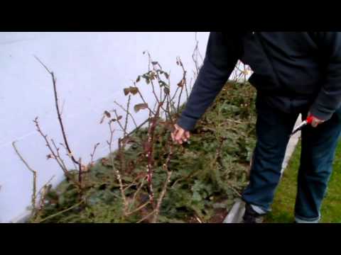 Schneiden im Garten 2011 Herr Inderkum 1v10 - Schnitt einer Beetrose