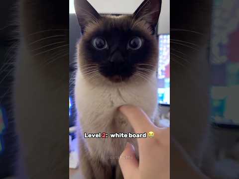 Cats but they keep getting more huggable 😻