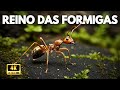 KINGDOM OF THE ANTS The Fascinating Life Of Ants Documentary Special 10K Subscribers