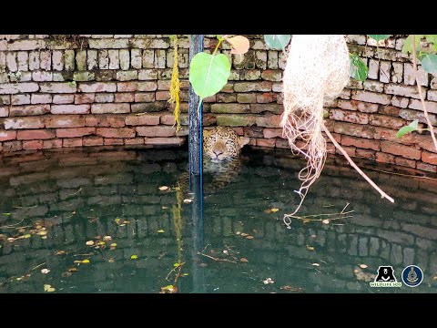 Leopard Gets Saved From Drowning In A Well!