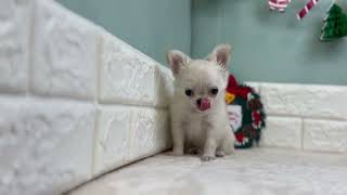 チワワ(ロング)の動画01