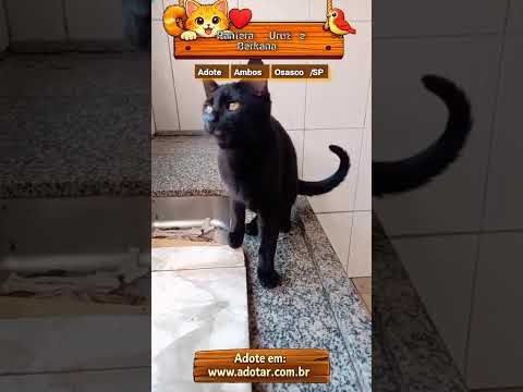 Vídeo de Pretinhos ????